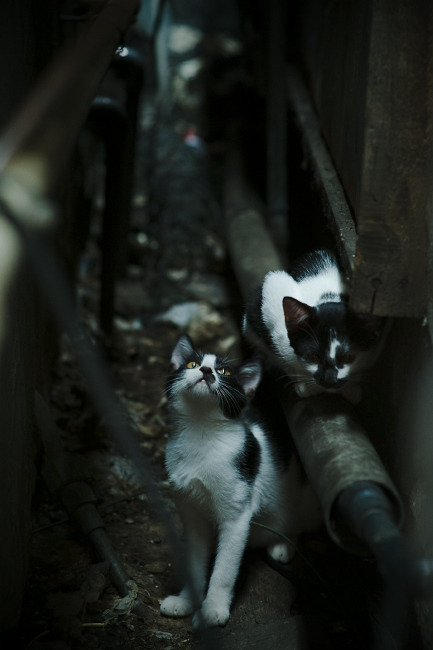 德甲战文化:速度与力量的极致结合,德甲冲刺速度