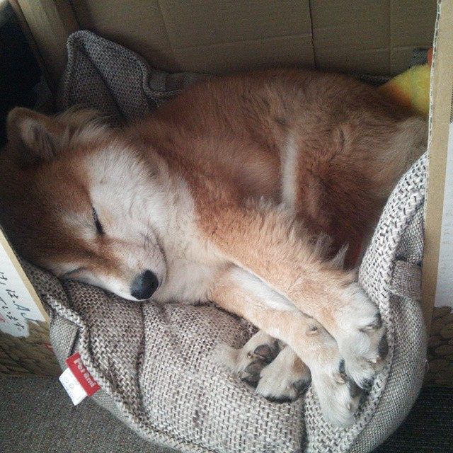 乐鱼app-数字孪生技术在足球场馆中的应用不断深入，优化管理运营，数字孪生解决方案