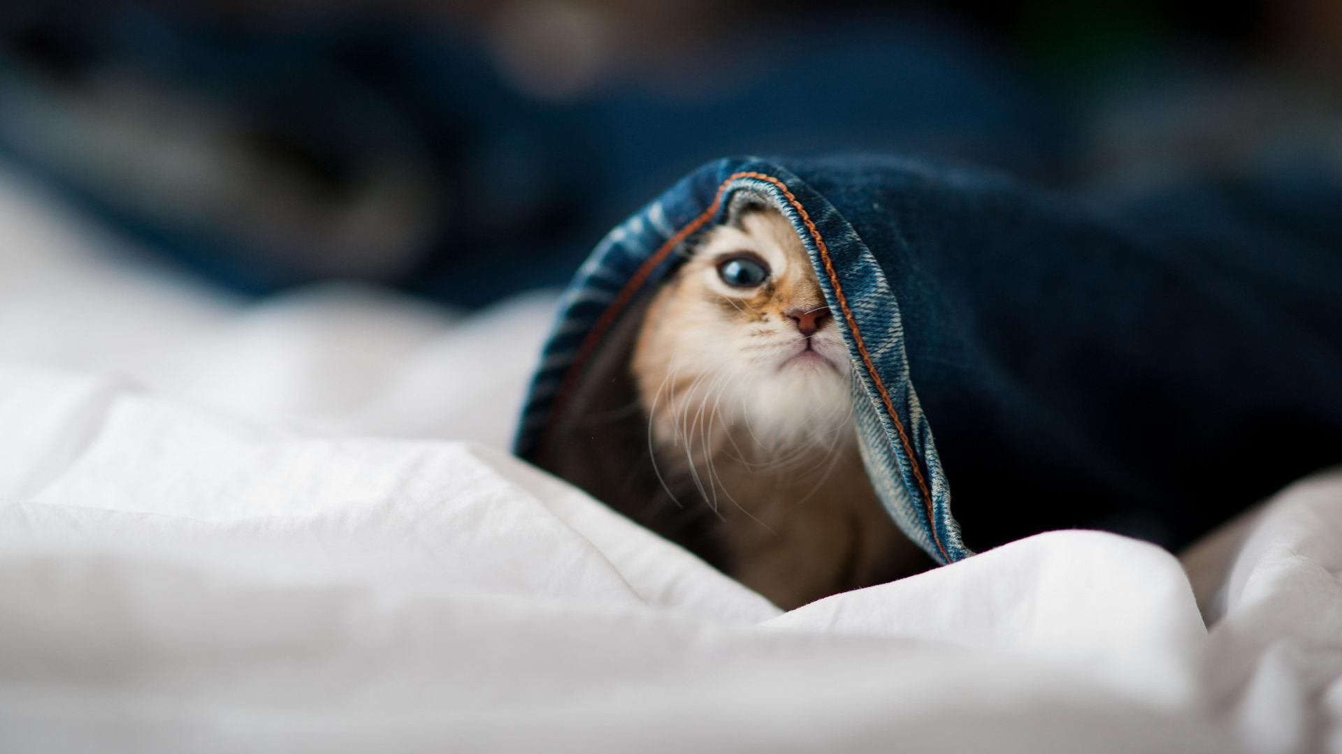 乐鱼app-斯滕伯根稳扎稳打锁定决赛席位，斯腾伯格图片