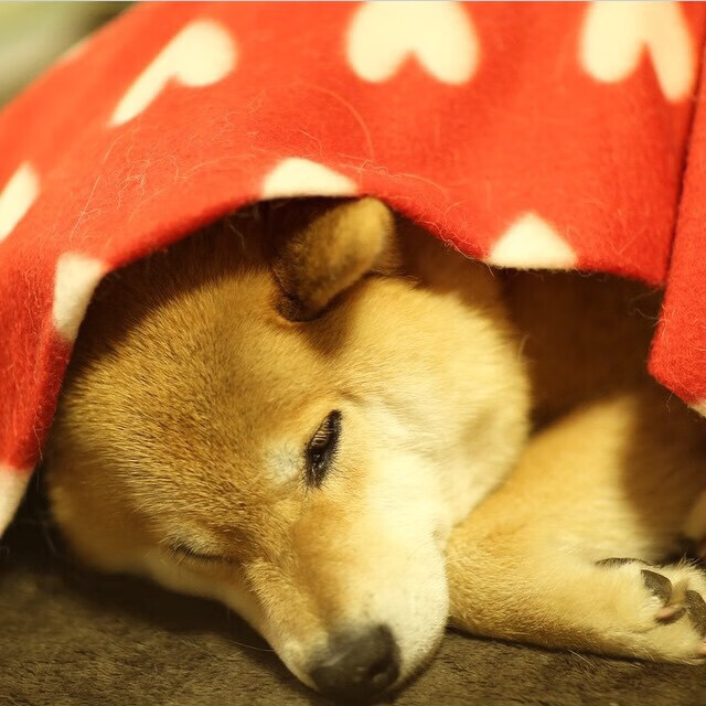 篮球进军短视频平台加速内容传播与品牌年轻化转型,篮球短视频制作