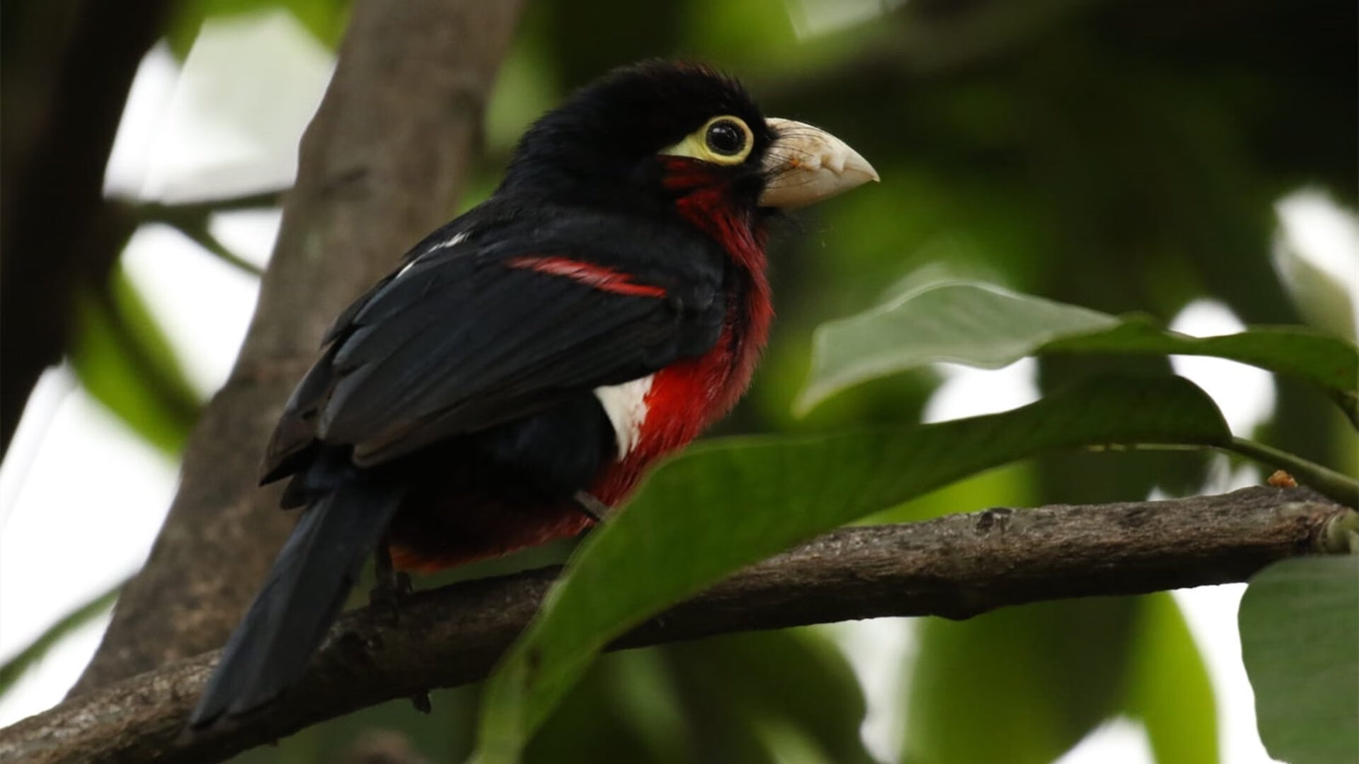荷兰队在欧洲预赛中持续强势,欧战晋级在望