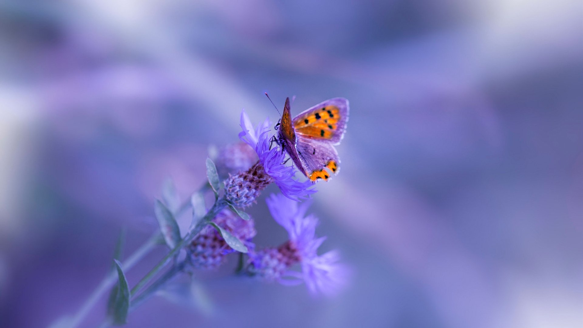 中国足球青训联盟推动校企合作项目，中国有哪些足球青训基地